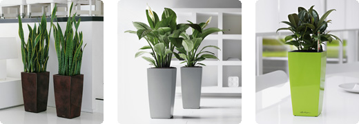 lechuza delta office plant displays